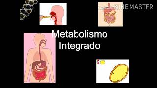 Metabolismo Integrado de los Lipidos [upl. by Linden]