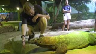 Visiting Faust the Komodo dragon at Shedd Aquarium [upl. by Blumenfeld]