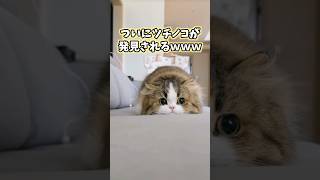 ネッコの動画見てニヤけたら負けwww 猫 猫動画 猫のいる暮らし ペット 癒し かわいい 2ch動物スレ [upl. by Orfield795]