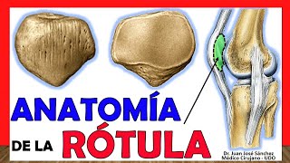 🥇 Anatomía de la RÓTULA ¡Fácil Rápida y Sencilla [upl. by Cressida]