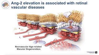 3 The ANGTIE System  Role in Vascular Stabilization and Pathology [upl. by Ducan]