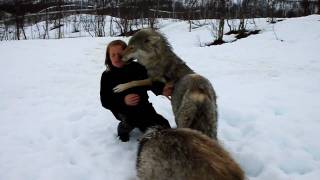 Reunion between Anita and the wolves [upl. by Cheri]