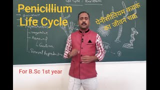 Penicillium Life Cycle पेनीसीलियम कवक का जीवन चक्र [upl. by Enorahs]