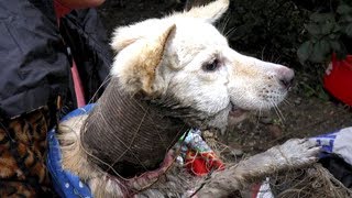 Tierschützer holten sofort das Fischernetz als sie den Hund mit der Drahtspirale entdeckten [upl. by Nada]