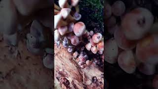 Champignon Armillaria mellea [upl. by Onstad]