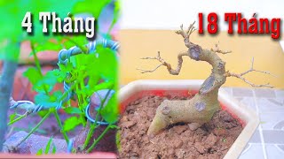 18 Tháng Làm Cây Dâu Dáng Thú từ cây nhặt ngoài đường [upl. by Wolfie]