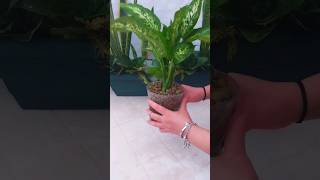 How To Grow Lucky Bamboo🎍 In Leca Clay BallsHydroponic shorts viral gardening [upl. by Brest]