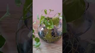 diy idea for money plant at home decoration ideas 💗💗 [upl. by Gilbertina]