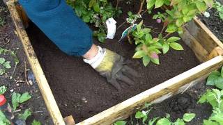 Adding ericaceous compost to blueberries [upl. by Rollecnahc804]