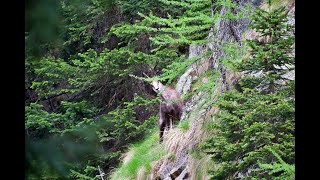 Camoscio mi spia dalla pineta [upl. by Zined661]