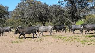 TOROS DE ADOLFO MARTÍN 2020 [upl. by Hannavahs]