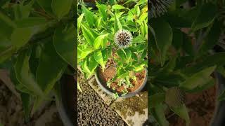 Dwarf Kadamba Plants In Telugu  కదంబ మొక్కలు  Flower Plants In Telugu  Kadiyam Abbai [upl. by Oralle808]