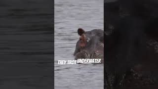 Hippos cant Swim they Gallop animalfacts funfacts animals [upl. by Mail]