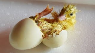 Eggs Hatching with sounds Colorful Chickens [upl. by Narrat611]