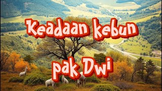 Keadaan kebun pak dwi [upl. by Rannug978]