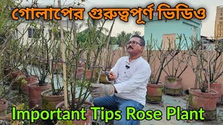 গোলাপ গাছের সবচেয়ে গুরুত্বপূর্ণ টিপস আছে এই ভিডিওতে  Very important tips for rose plant [upl. by Jefferey828]