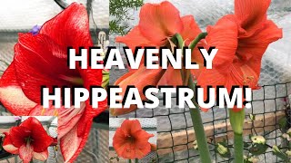 HOW TO AVOID STAKING HIPPEASTRUM Amaryllis [upl. by Akihsal]