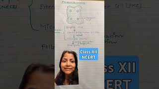 Process of microsporogenesis ncertsolutions biology NEET classxii plantphysio youtubeshorts [upl. by Ynaffyt]