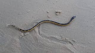 Yellow bellied sea snake Goa समुंद्र का साँप  जहरीला साँप [upl. by Finella]