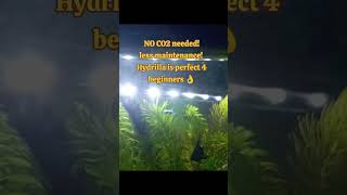 Hydrilla Cheap and Beginner friendly aquarium plant hydrilla aquarium aquariumplants aquascape [upl. by Elysee]