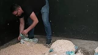 How to Prepare Wood Pellets Horse Bedding [upl. by Aranaj]