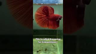 Betta Grooming SECRETS For Winning Competitions [upl. by Enovi]