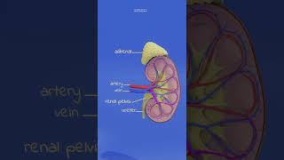 kidney anatomy and physiology animation humananatomy anatomy biology humanorgansystem [upl. by Kere]