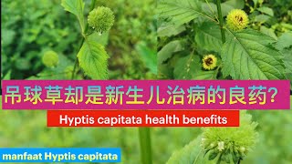 很多人还不知道的神奇頭花香苦草吊球草。Hyptis capitata health benefitsmanfaat Hyptis capitata。 [upl. by Eoz]