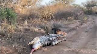 Lion kills a giraffe 🦒 part two  Guide emotional about the experience [upl. by Gibb521]