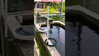 Perbedaan Diffuser vs Uniring untuk aerasi kolam ikan [upl. by Yadsnil591]