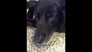 Angel the 13 year old Labrador AFTER laryngeal paralysis surgery [upl. by Pandich]