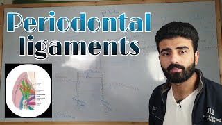 periodontal ligaments 1 quotPDLquot  oral histology  عزت شومان ezzatshouman [upl. by Aniaj395]