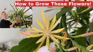 FLOWERING ORCHID CACTUS  Epiphyllum amp Disocactus Growing Tips to Get Orchid Cactus to Bloom [upl. by Celestia]