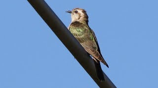 Horsfield’s BronzeCuckoo – Richmond Lowlands [upl. by Ann]