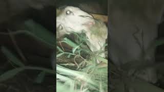 Bengiquotquot Jalok mangan kambing [upl. by Rexana19]