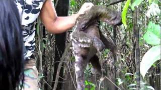 Three toed sloth Bail Amazon River Iquitos [upl. by Ahsuat]