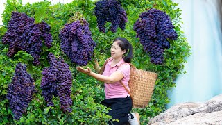 Vietnamese beautiful girl Harvest Grape amp Goes To Market Sell  Harvesting And Cooking [upl. by Eenobe]