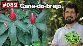 Saúde Pelas Plantas  Cana do Brejo diabetes cistite obesidade hipertensão [upl. by Forland142]