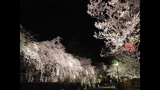 2024年【角館の桜】開花状況 4月16日 [upl. by Heiner]