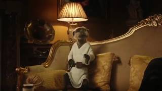 Compare the Meerkat  Advert 68 [upl. by Bust]