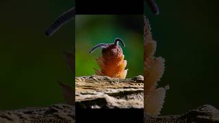 Velvet worms are ancient creatures like aliens 😨 ytshorts shorts [upl. by Innad]