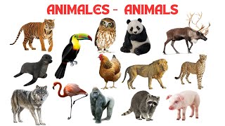 Animales salvajes para niños  Wild animals for kids  Vocabulario de animales salvajes  Animales [upl. by Derriey]