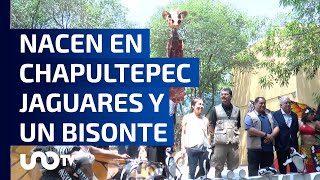 ¡El zoológico de Chapultepec cumple 101 años y los festeja con nuevos inquilinos [upl. by Jolyn]