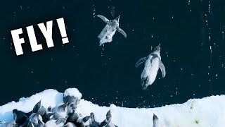 Penguins Death Diving Ozzy Man Reviews [upl. by Aelc158]