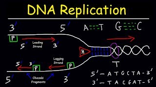 DNA Replication  Leading Strand vs Lagging Strand amp Okazaki Fragments [upl. by Trab]