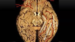 Sulci and Gyri of Inferior and Medial Surfaces of Cerebral Hemisphere Practical  Dr Ahmed Farid [upl. by Kraus75]