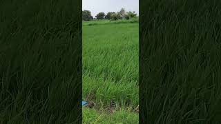 dhankikheti nature farmer farmer farming familyvlog dhanડાંગરkhedut ખેડૂતયોજના ખેડૂત [upl. by Nyleahcim233]