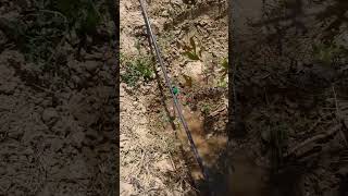 best method of irrigation for gardena 😍 watch how drip irrigation installed easily and result short [upl. by Goodman854]