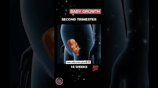 How Baby Growbaby pregnant womb women babygrowth [upl. by Noraed53]