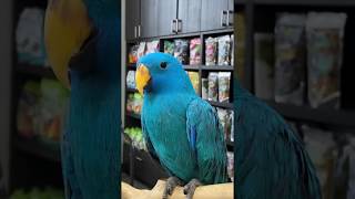 BLUE ECLECTUS PARROTS AFTER THEIR BATH [upl. by Nork]